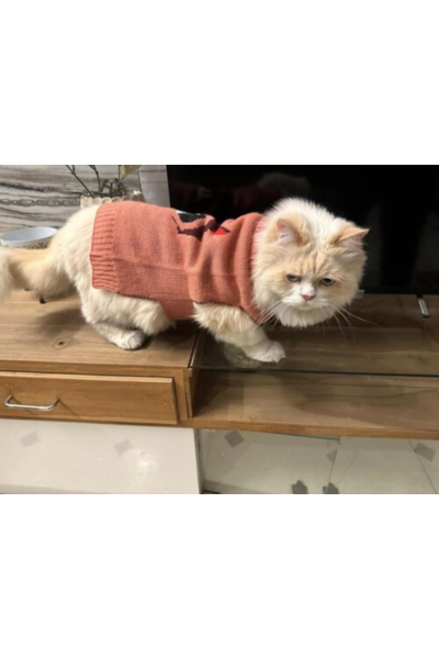 cat and jack clothing