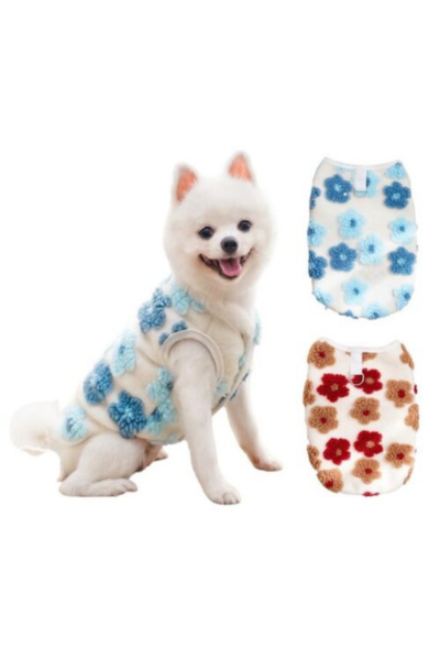 dog on sweater