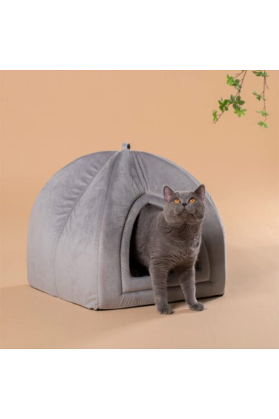 persian house cat