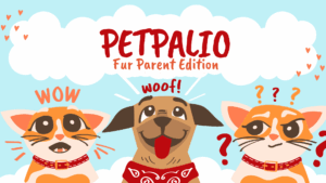 Best pet services